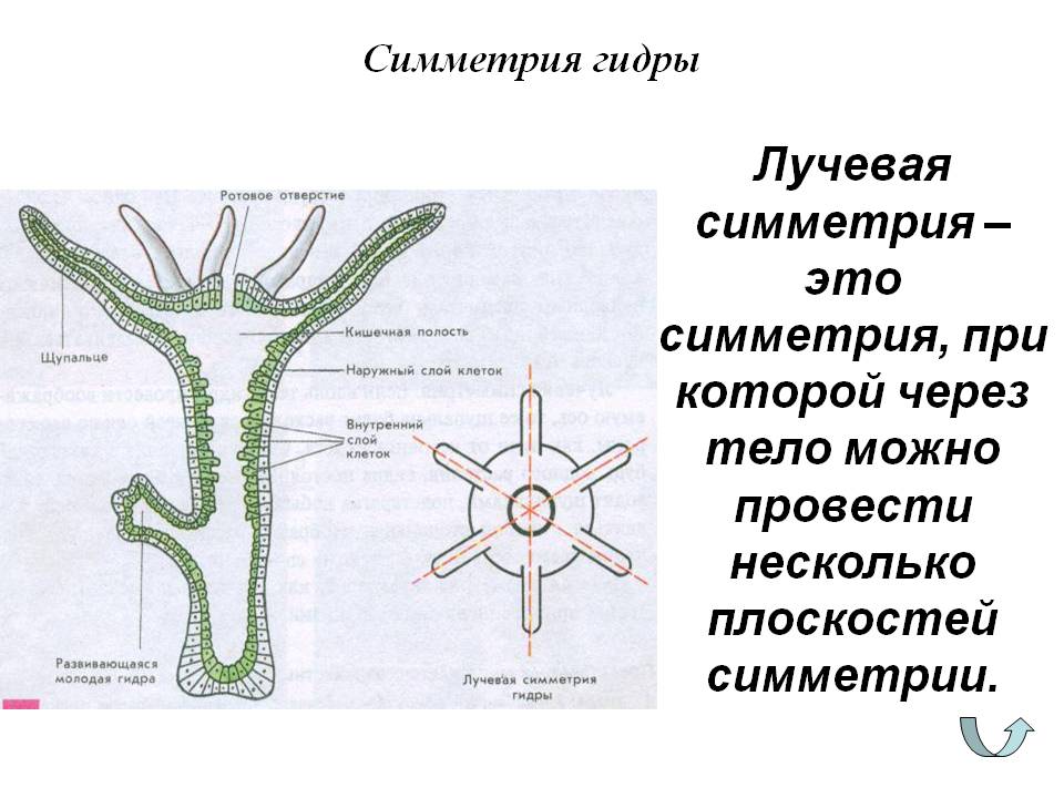 Кракен рабочая ссылка