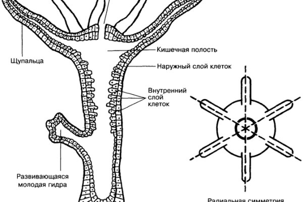 Kraken ссылка тг