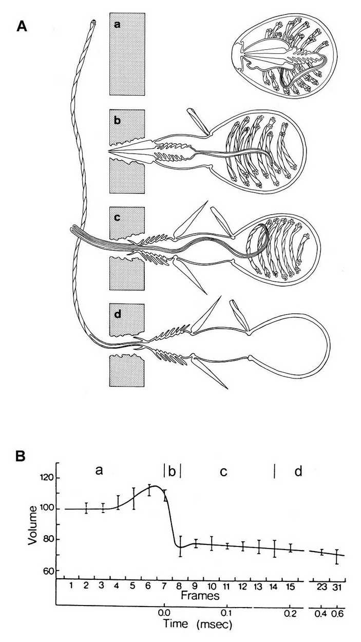 Kra38.at